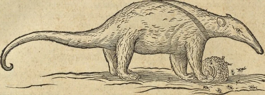 An illustration from Historia naturalis Brasiliae, : auspicio et beneficio illustriss. I. Mauritii Com. Nassau ... adornata : in qua non tantum plantæ et animalia, sed et indigenarum morbi, ingenia et mores describuntur et iconibus supra quingentas illustrantur, 1648, leaf 373