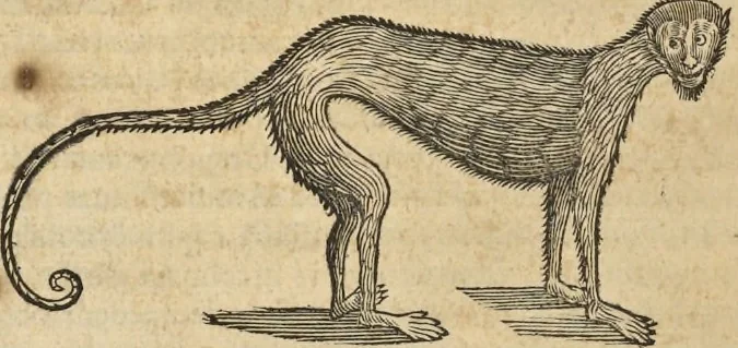 An illustration from Historia naturalis Brasiliae, : auspicio et beneficio illustriss. I. Mauritii Com. Nassau ... adornata : in qua non tantum plantæ et animalia, sed et indigenarum morbi, ingenia et mores describuntur et iconibus supra quingentas illustrantur, 1648, leaf 373