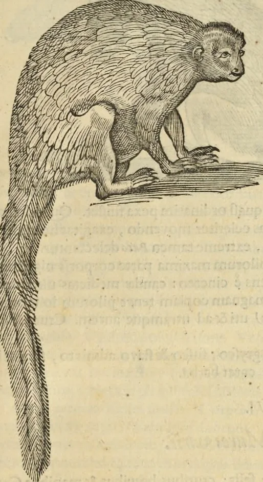 An illustration from Historia naturalis Brasiliae, : auspicio et beneficio illustriss. I. Mauritii Com. Nassau ... adornata : in qua non tantum plantæ et animalia, sed et indigenarum morbi, ingenia et mores describuntur et iconibus supra quingentas illustrantur, 1648, leaf 374