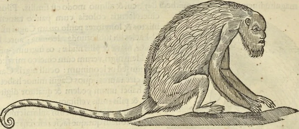 An illustration from Historia naturalis Brasiliae, : auspicio et beneficio illustriss. I. Mauritii Com. Nassau ... adornata : in qua non tantum plantæ et animalia, sed et indigenarum morbi, ingenia et mores describuntur et iconibus supra quingentas illustrantur, 1648, leaf 375