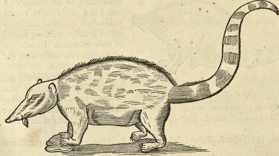 An illustration from Historia naturalis Brasiliae, : auspicio et beneficio illustriss. I. Mauritii Com. Nassau ... adornata : in qua non tantum plantæ et animalia, sed et indigenarum morbi, ingenia et mores describuntur et iconibus supra quingentas illustrantur, 1648, leaf 375