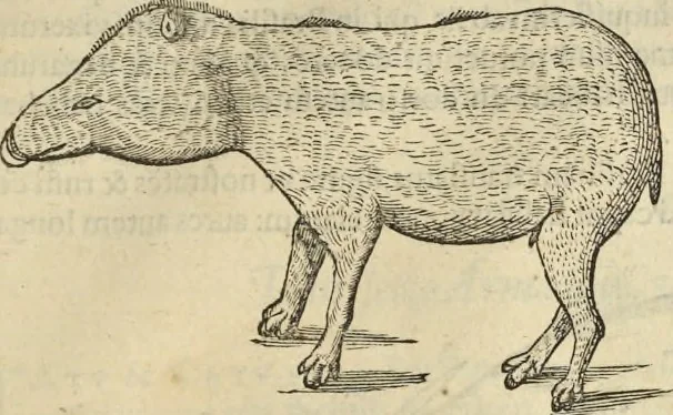 An illustration from Historia naturalis Brasiliae, : auspicio et beneficio illustriss. I. Mauritii Com. Nassau ... adornata : in qua non tantum plantæ et animalia, sed et indigenarum morbi, ingenia et mores describuntur et iconibus supra quingentas illustrantur, 1648, leaf 376