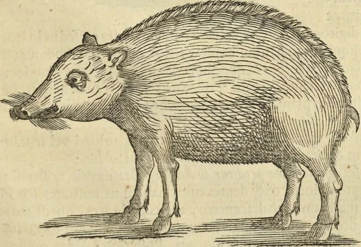 An illustration from Historia naturalis Brasiliae, : auspicio et beneficio illustriss. I. Mauritii Com. Nassau ... adornata : in qua non tantum plantæ et animalia, sed et indigenarum morbi, ingenia et mores describuntur et iconibus supra quingentas illustrantur, 1648, leaf 376