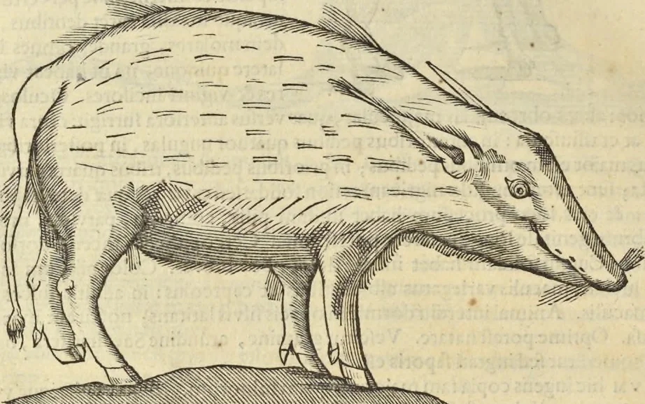 An illustration from Historia naturalis Brasiliae, : auspicio et beneficio illustriss. I. Mauritii Com. Nassau ... adornata : in qua non tantum plantæ et animalia, sed et indigenarum morbi, ingenia et mores describuntur et iconibus supra quingentas illustrantur, 1648, leaf 377