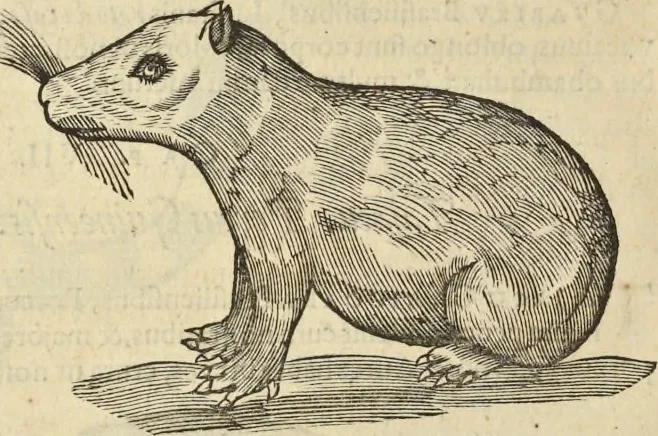 An illustration from Historia naturalis Brasiliae, : auspicio et beneficio illustriss. I. Mauritii Com. Nassau ... adornata : in qua non tantum plantæ et animalia, sed et indigenarum morbi, ingenia et mores describuntur et iconibus supra quingentas illustrantur, 1648, leaf 377
