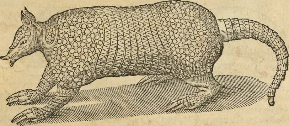 An illustration from Historia naturalis Brasiliae, : auspicio et beneficio illustriss. I. Mauritii Com. Nassau ... adornata : in qua non tantum plantæ et animalia, sed et indigenarum morbi, ingenia et mores describuntur et iconibus supra quingentas illustrantur, 1648, leaf 378