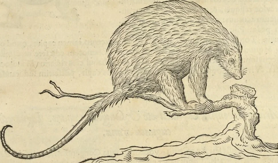An illustration from Historia naturalis Brasiliae, : auspicio et beneficio illustriss. I. Mauritii Com. Nassau ... adornata : in qua non tantum plantæ et animalia, sed et indigenarum morbi, ingenia et mores describuntur et iconibus supra quingentas illustrantur, 1648, leaf 380