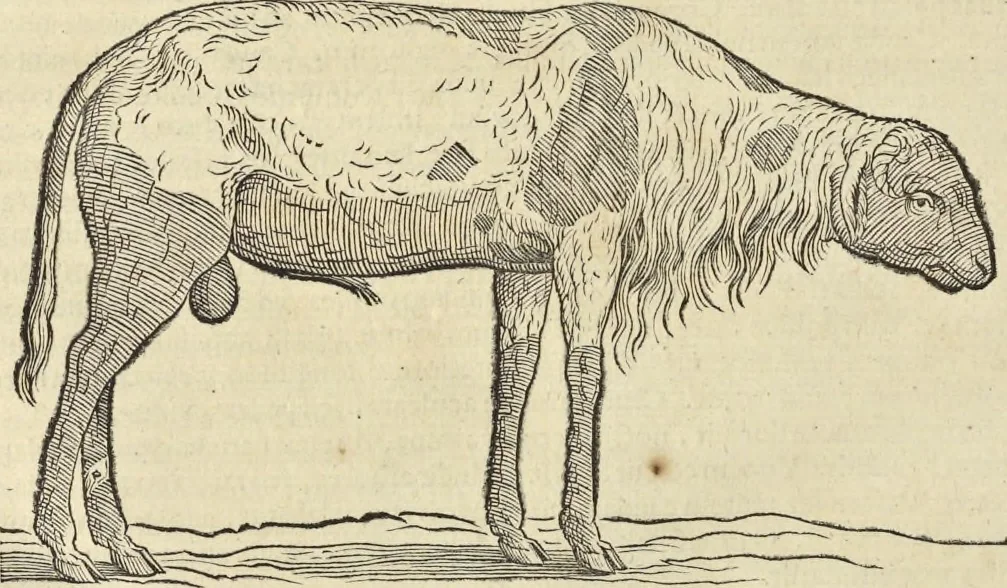 An illustration from Historia naturalis Brasiliae, : auspicio et beneficio illustriss. I. Mauritii Com. Nassau ... adornata : in qua non tantum plantæ et animalia, sed et indigenarum morbi, ingenia et mores describuntur et iconibus supra quingentas illustrantur, 1648, leaf 381