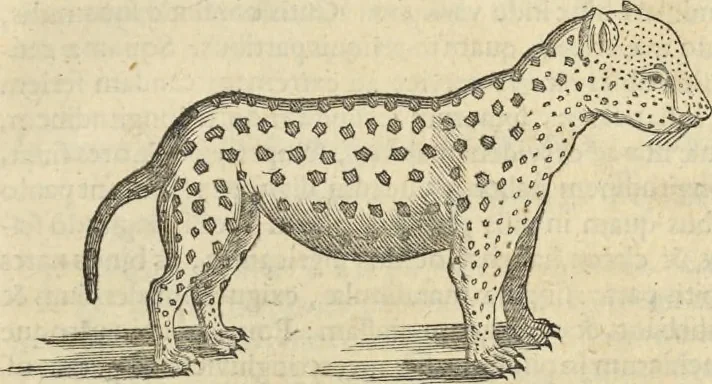 An illustration from Historia naturalis Brasiliae, : auspicio et beneficio illustriss. I. Mauritii Com. Nassau ... adornata : in qua non tantum plantæ et animalia, sed et indigenarum morbi, ingenia et mores describuntur et iconibus supra quingentas illustrantur, 1648, leaf 382