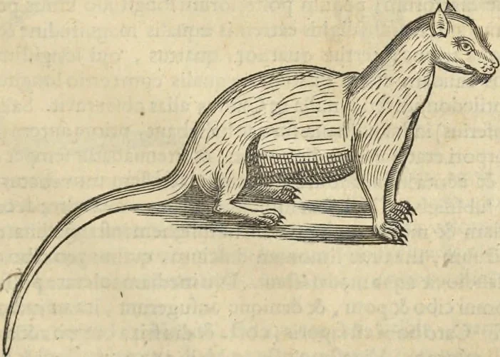 An illustration from Historia naturalis Brasiliae, : auspicio et beneficio illustriss. I. Mauritii Com. Nassau ... adornata : in qua non tantum plantæ et animalia, sed et indigenarum morbi, ingenia et mores describuntur et iconibus supra quingentas illustrantur, 1648, leaf 382