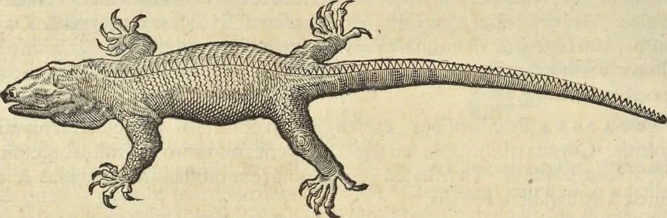 An illustration from Historia naturalis Brasiliae, : auspicio et beneficio illustriss. I. Mauritii Com. Nassau ... adornata : in qua non tantum plantæ et animalia, sed et indigenarum morbi, ingenia et mores describuntur et iconibus supra quingentas illustrantur, 1648, leaf 383