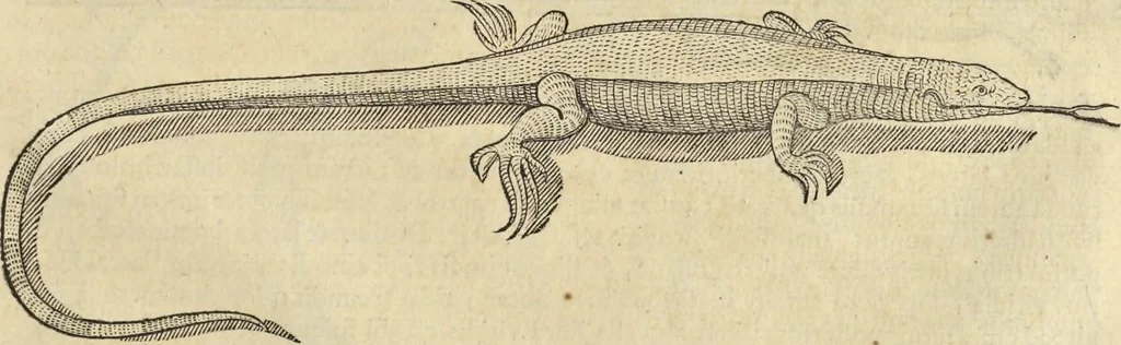 An illustration from Historia naturalis Brasiliae, : auspicio et beneficio illustriss. I. Mauritii Com. Nassau ... adornata : in qua non tantum plantæ et animalia, sed et indigenarum morbi, ingenia et mores describuntur et iconibus supra quingentas illustrantur, 1648, leaf 384
