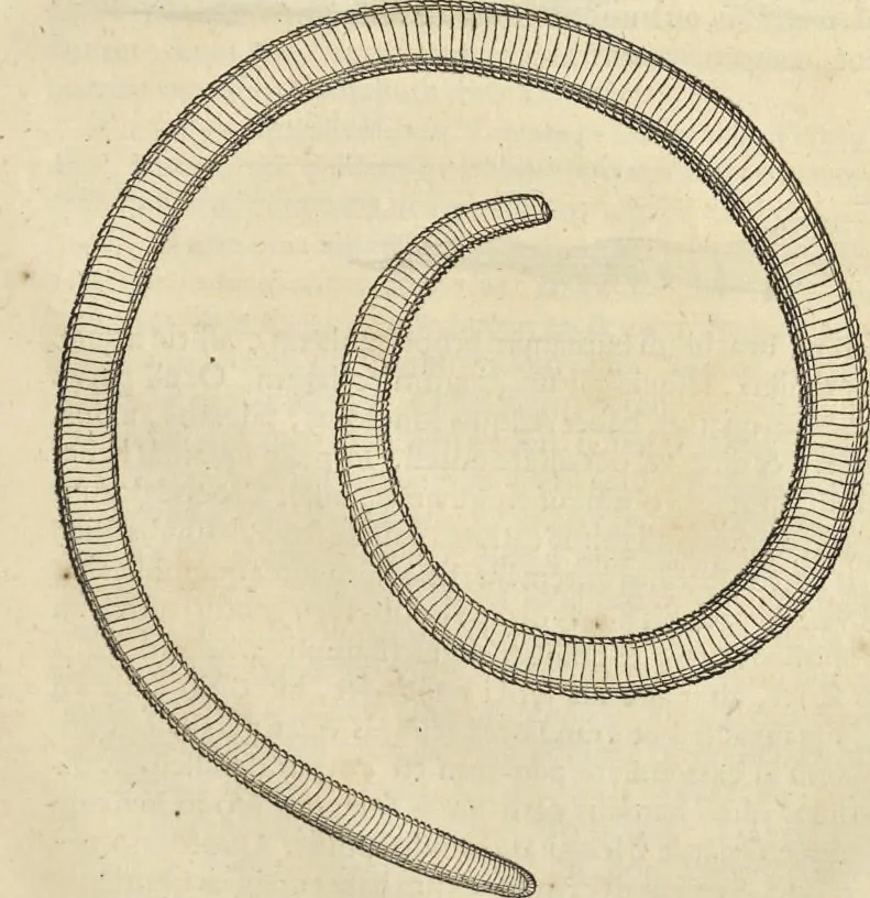 An illustration from Historia naturalis Brasiliae, : auspicio et beneficio illustriss. I. Mauritii Com. Nassau ... adornata : in qua non tantum plantæ et animalia, sed et indigenarum morbi, ingenia et mores describuntur et iconibus supra quingentas illustrantur, 1648, leaf 386