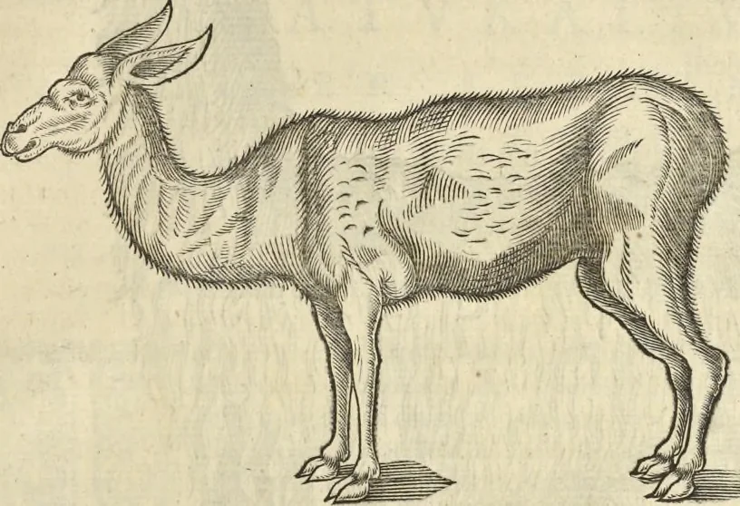 An illustration from Historia naturalis Brasiliae, : auspicio et beneficio illustriss. I. Mauritii Com. Nassau ... adornata : in qua non tantum plantæ et animalia, sed et indigenarum morbi, ingenia et mores describuntur et iconibus supra quingentas illustrantur, 1648, leaf 390