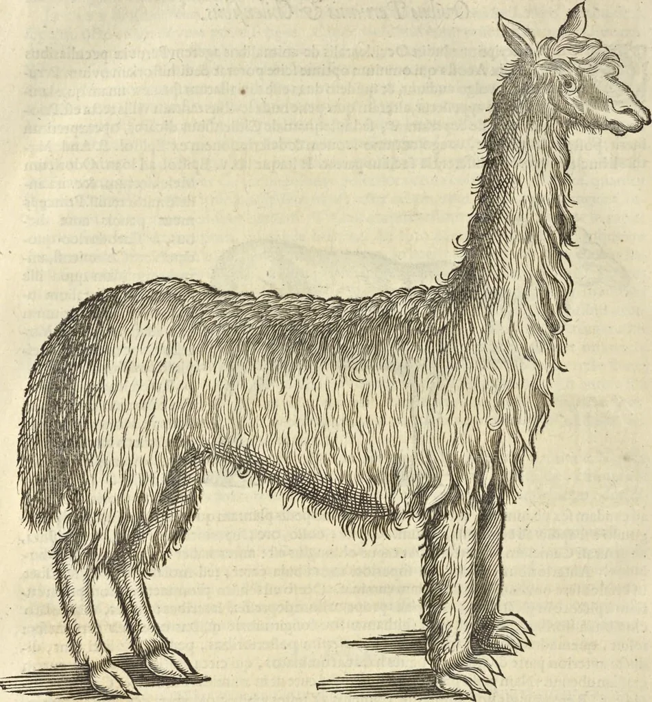 An illustration from Historia naturalis Brasiliae, : auspicio et beneficio illustriss. I. Mauritii Com. Nassau ... adornata : in qua non tantum plantæ et animalia, sed et indigenarum morbi, ingenia et mores describuntur et iconibus supra quingentas illustrantur, 1648, leaf 391