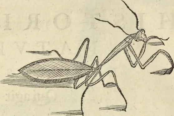 An illustration from Historia naturalis Brasiliae, : auspicio et beneficio illustriss. I. Mauritii Com. Nassau ... adornata : in qua non tantum plantæ et animalia, sed et indigenarum morbi, ingenia et mores describuntur et iconibus supra quingentas illustrantur, 1648, leaf 393