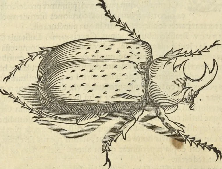 An illustration from Historia naturalis Brasiliae, : auspicio et beneficio illustriss. I. Mauritii Com. Nassau ... adornata : in qua non tantum plantæ et animalia, sed et indigenarum morbi, ingenia et mores describuntur et iconibus supra quingentas illustrantur, 1648, leaf 393