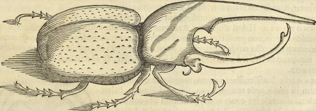 An illustration from Historia naturalis Brasiliae, : auspicio et beneficio illustriss. I. Mauritii Com. Nassau ... adornata : in qua non tantum plantæ et animalia, sed et indigenarum morbi, ingenia et mores describuntur et iconibus supra quingentas illustrantur, 1648, leaf 394