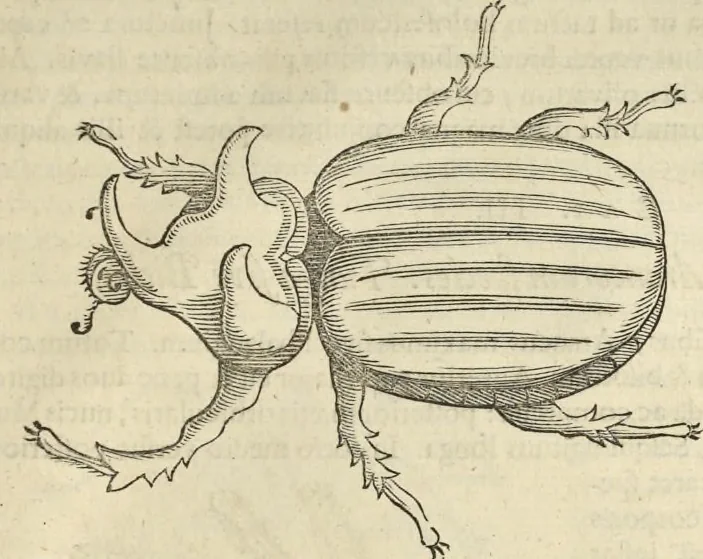 An illustration from Historia naturalis Brasiliae, : auspicio et beneficio illustriss. I. Mauritii Com. Nassau ... adornata : in qua non tantum plantæ et animalia, sed et indigenarum morbi, ingenia et mores describuntur et iconibus supra quingentas illustrantur, 1648, leaf 394