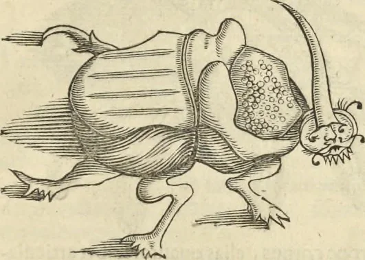 An illustration from Historia naturalis Brasiliae, : auspicio et beneficio illustriss. I. Mauritii Com. Nassau ... adornata : in qua non tantum plantæ et animalia, sed et indigenarum morbi, ingenia et mores describuntur et iconibus supra quingentas illustrantur, 1648, leaf 394