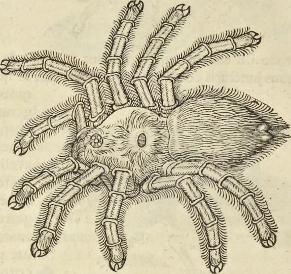An illustration from Historia naturalis Brasiliae, : auspicio et beneficio illustriss. I. Mauritii Com. Nassau ... adornata : in qua non tantum plantæ et animalia, sed et indigenarum morbi, ingenia et mores describuntur et iconibus supra quingentas illustrantur, 1648, leaf 395