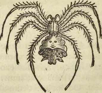 An illustration from Historia naturalis Brasiliae, : auspicio et beneficio illustriss. I. Mauritii Com. Nassau ... adornata : in qua non tantum plantæ et animalia, sed et indigenarum morbi, ingenia et mores describuntur et iconibus supra quingentas illustrantur, 1648, leaf 395