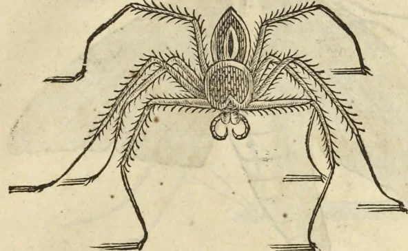 An illustration from Historia naturalis Brasiliae, : auspicio et beneficio illustriss. I. Mauritii Com. Nassau ... adornata : in qua non tantum plantæ et animalia, sed et indigenarum morbi, ingenia et mores describuntur et iconibus supra quingentas illustrantur, 1648, leaf 396