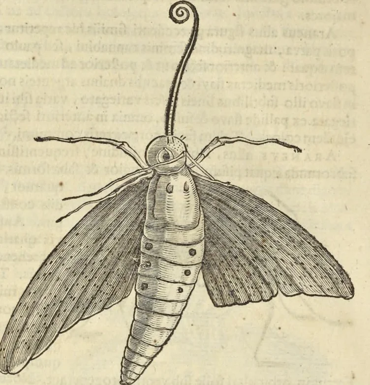 An illustration from Historia naturalis Brasiliae, : auspicio et beneficio illustriss. I. Mauritii Com. Nassau ... adornata : in qua non tantum plantæ et animalia, sed et indigenarum morbi, ingenia et mores describuntur et iconibus supra quingentas illustrantur, 1648, leaf 397