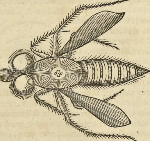 An illustration from Historia naturalis Brasiliae, : auspicio et beneficio illustriss. I. Mauritii Com. Nassau ... adornata : in qua non tantum plantæ et animalia, sed et indigenarum morbi, ingenia et mores describuntur et iconibus supra quingentas illustrantur, 1648, leaf 400