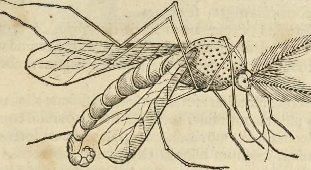 An illustration from Historia naturalis Brasiliae, : auspicio et beneficio illustriss. I. Mauritii Com. Nassau ... adornata : in qua non tantum plantæ et animalia, sed et indigenarum morbi, ingenia et mores describuntur et iconibus supra quingentas illustrantur, 1648, leaf 404
