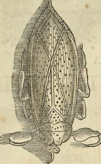 An illustration from Historia naturalis Brasiliae, : auspicio et beneficio illustriss. I. Mauritii Com. Nassau ... adornata : in qua non tantum plantæ et animalia, sed et indigenarum morbi, ingenia et mores describuntur et iconibus supra quingentas illustrantur, 1648, leaf 406