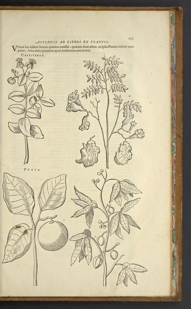 An illustration from Historia naturalis Brasiliae, : auspicio et beneficio illustriss. I. Mauritii Com. Nassau ... adornata : in qua non tantum plantæ et animalia, sed et indigenarum morbi, ingenia et mores describuntur et iconibus supra quingentas illustrantur, 1648, leaf 440