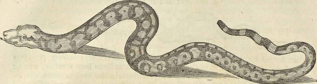 An illustration from Historia naturalis Brasiliae, : auspicio et beneficio illustriss. I. Mauritii Com. Nassau ... adornata : in qua non tantum plantæ et animalia, sed et indigenarum morbi, ingenia et mores describuntur et iconibus supra quingentas illustrantur, 1648, leaf 59
