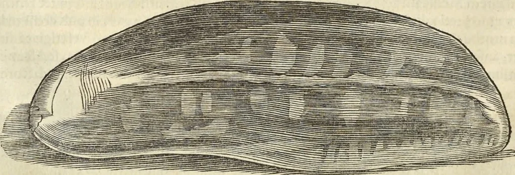 An illustration from Historia naturalis Brasiliae, : auspicio et beneficio illustriss. I. Mauritii Com. Nassau ... adornata : in qua non tantum plantæ et animalia, sed et indigenarum morbi, ingenia et mores describuntur et iconibus supra quingentas illustrantur, 1648, leaf 61