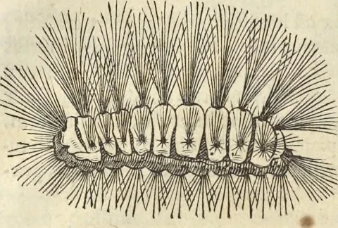 An illustration from Historia naturalis Brasiliae, : auspicio et beneficio illustriss. I. Mauritii Com. Nassau ... adornata : in qua non tantum plantæ et animalia, sed et indigenarum morbi, ingenia et mores describuntur et iconibus supra quingentas illustrantur, 1648, leaf 61