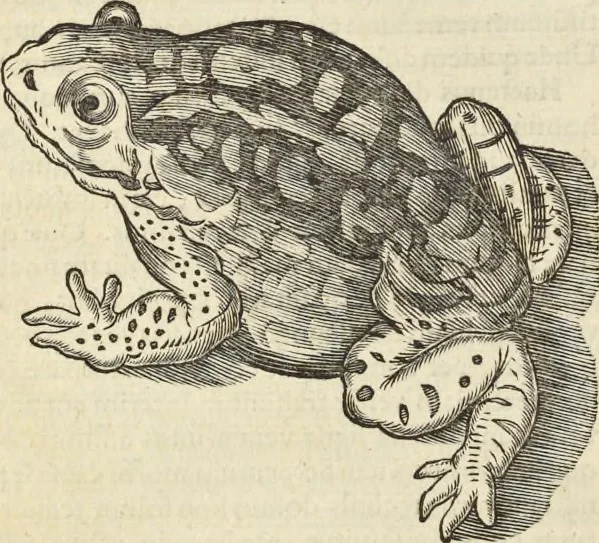 An illustration from Historia naturalis Brasiliae, : auspicio et beneficio illustriss. I. Mauritii Com. Nassau ... adornata : in qua non tantum plantæ et animalia, sed et indigenarum morbi, ingenia et mores describuntur et iconibus supra quingentas illustrantur, 1648, leaf 63
