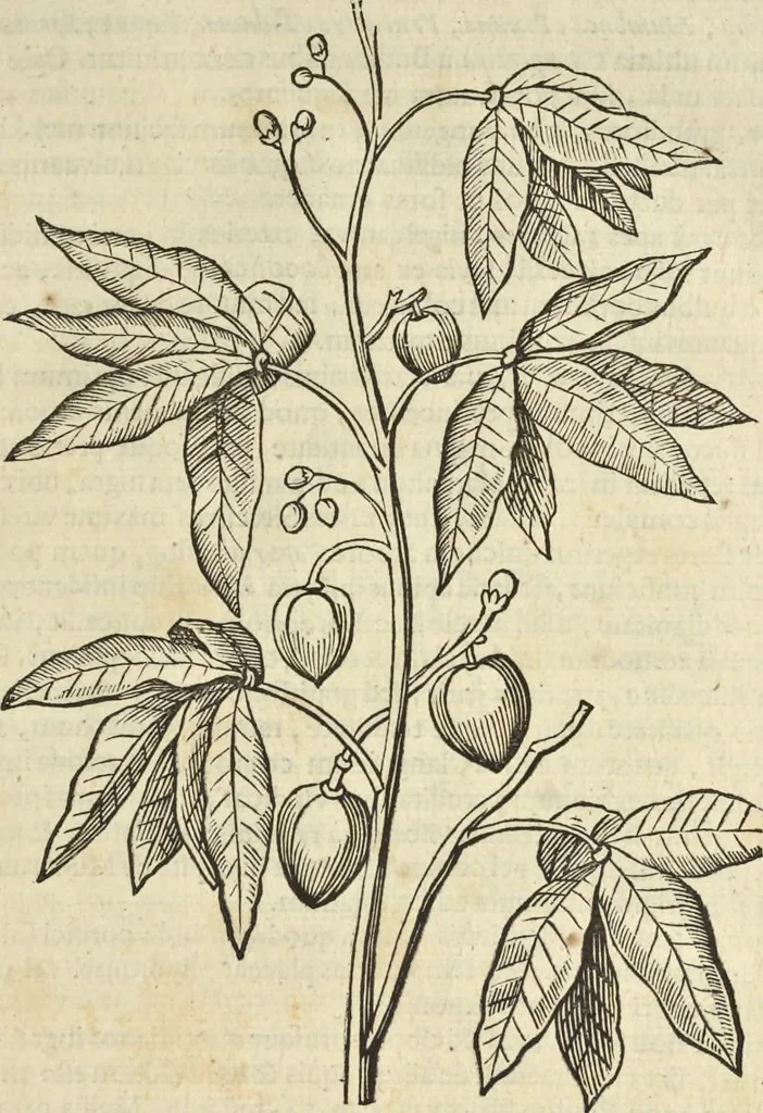An illustration from Historia naturalis Brasiliae, : auspicio et beneficio illustriss. I. Mauritii Com. Nassau ... adornata : in qua non tantum plantæ et animalia, sed et indigenarum morbi, ingenia et mores describuntur et iconibus supra quingentas illustrantur, 1648, leaf 72
