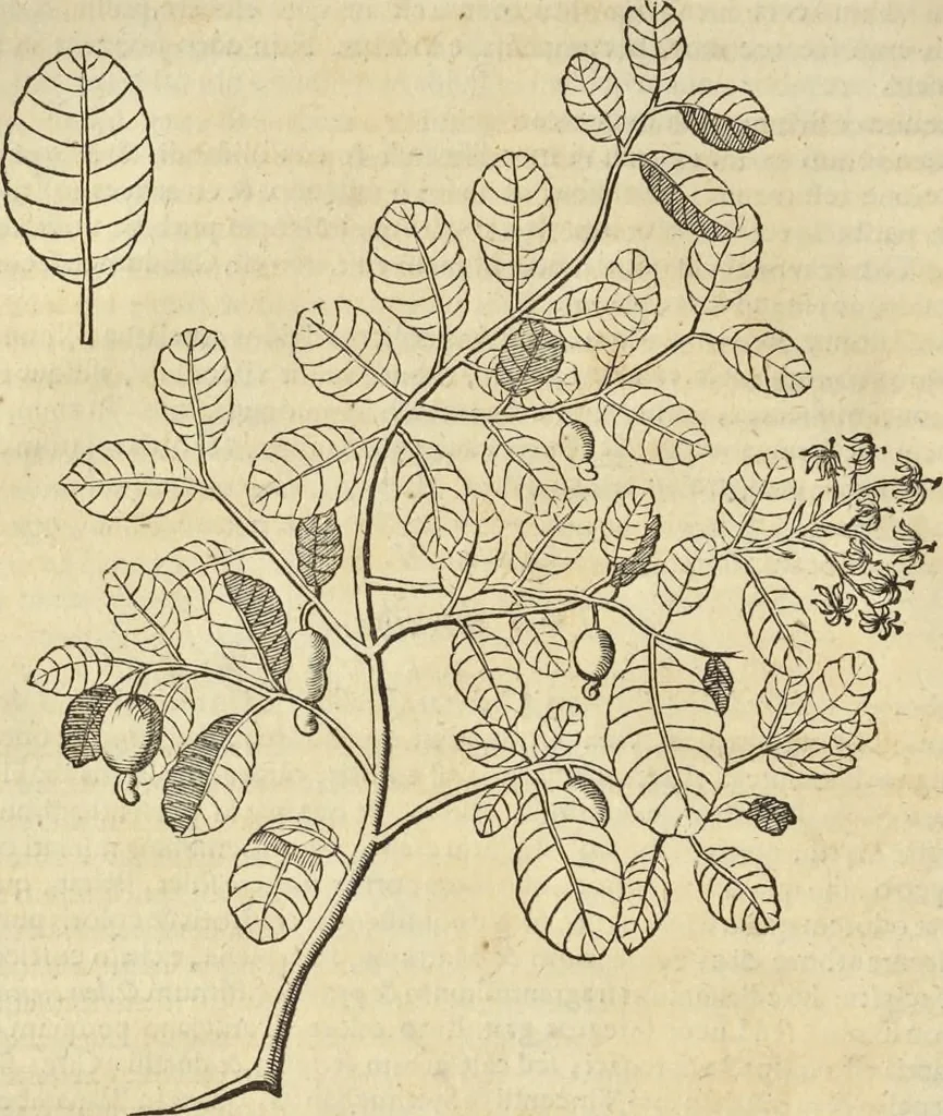 An illustration from Historia naturalis Brasiliae, : auspicio et beneficio illustriss. I. Mauritii Com. Nassau ... adornata : in qua non tantum plantæ et animalia, sed et indigenarum morbi, ingenia et mores describuntur et iconibus supra quingentas illustrantur, 1648, leaf 75