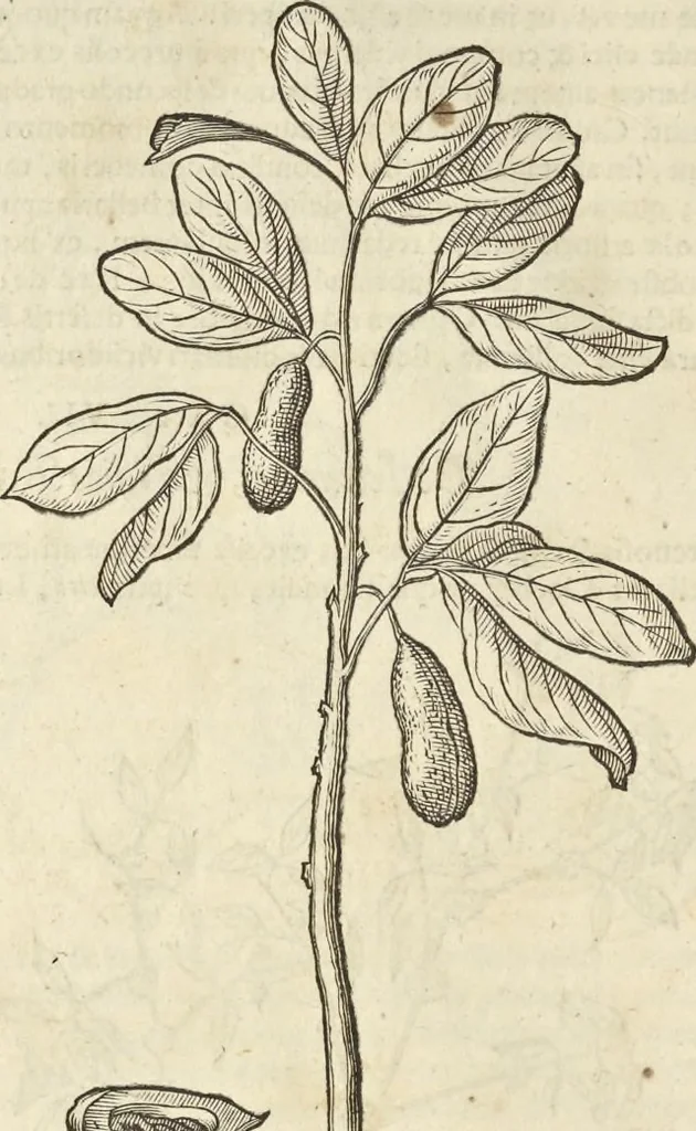 An illustration from Historia naturalis Brasiliae, : auspicio et beneficio illustriss. I. Mauritii Com. Nassau ... adornata : in qua non tantum plantæ et animalia, sed et indigenarum morbi, ingenia et mores describuntur et iconibus supra quingentas illustrantur, 1648, leaf 77
