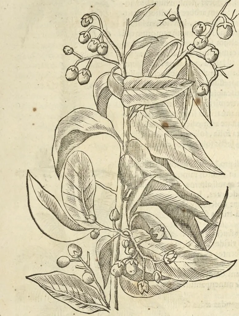 An illustration from Historia naturalis Brasiliae, : auspicio et beneficio illustriss. I. Mauritii Com. Nassau ... adornata : in qua non tantum plantæ et animalia, sed et indigenarum morbi, ingenia et mores describuntur et iconibus supra quingentas illustrantur, 1648, leaf 78
