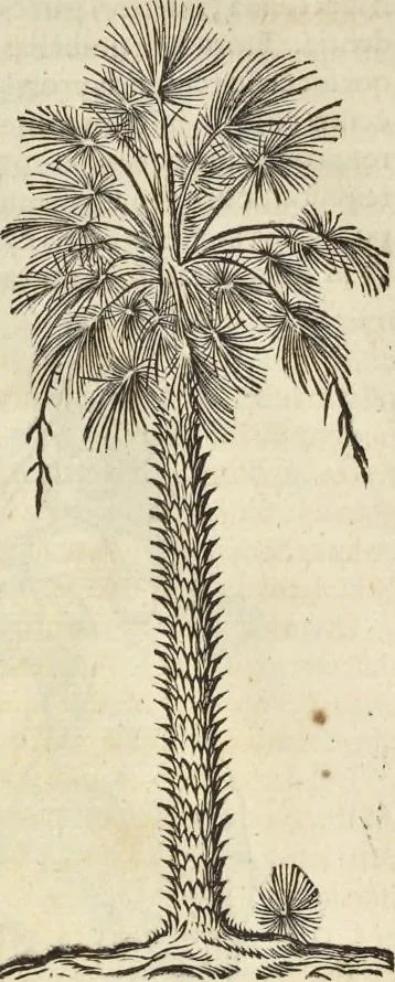An illustration from Historia naturalis Brasiliae, : auspicio et beneficio illustriss. I. Mauritii Com. Nassau ... adornata : in qua non tantum plantæ et animalia, sed et indigenarum morbi, ingenia et mores describuntur et iconibus supra quingentas illustrantur, 1648, leaf 79