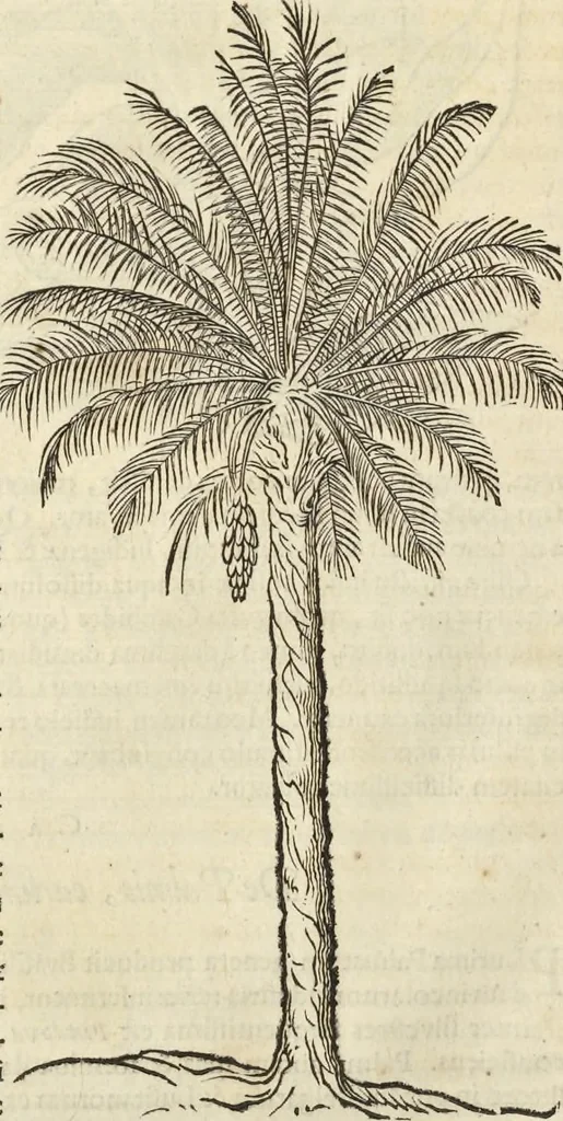 An illustration from Historia naturalis Brasiliae, : auspicio et beneficio illustriss. I. Mauritii Com. Nassau ... adornata : in qua non tantum plantæ et animalia, sed et indigenarum morbi, ingenia et mores describuntur et iconibus supra quingentas illustrantur, 1648, leaf 79