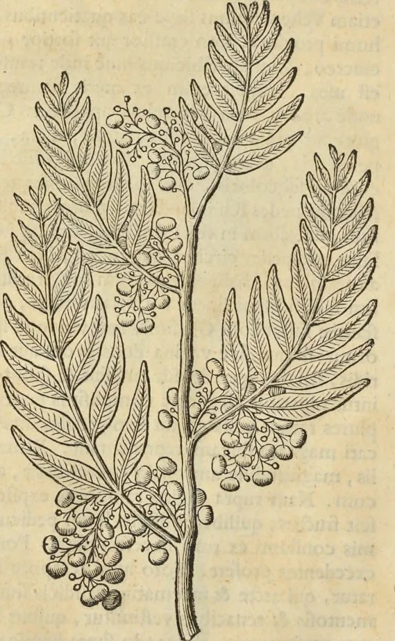 An illustration from Historia naturalis Brasiliae, : auspicio et beneficio illustriss. I. Mauritii Com. Nassau ... adornata : in qua non tantum plantæ et animalia, sed et indigenarum morbi, ingenia et mores describuntur et iconibus supra quingentas illustrantur, 1648, leaf 81