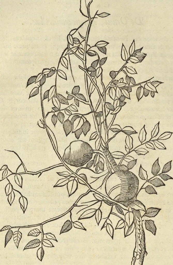 An illustration from Historia naturalis Brasiliae, : auspicio et beneficio illustriss. I. Mauritii Com. Nassau ... adornata : in qua non tantum plantæ et animalia, sed et indigenarum morbi, ingenia et mores describuntur et iconibus supra quingentas illustrantur, 1648, leaf 83
