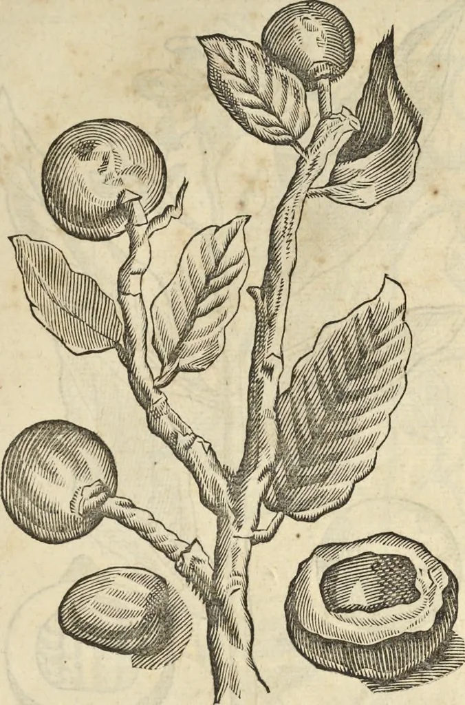 An illustration from Historia naturalis Brasiliae, : auspicio et beneficio illustriss. I. Mauritii Com. Nassau ... adornata : in qua non tantum plantæ et animalia, sed et indigenarum morbi, ingenia et mores describuntur et iconibus supra quingentas illustrantur, 1648, leaf 84