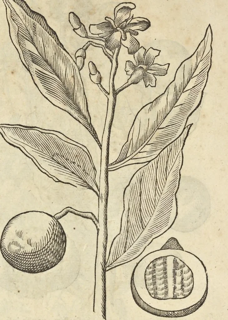 An illustration from Historia naturalis Brasiliae, : auspicio et beneficio illustriss. I. Mauritii Com. Nassau ... adornata : in qua non tantum plantæ et animalia, sed et indigenarum morbi, ingenia et mores describuntur et iconibus supra quingentas illustrantur, 1648, leaf 85