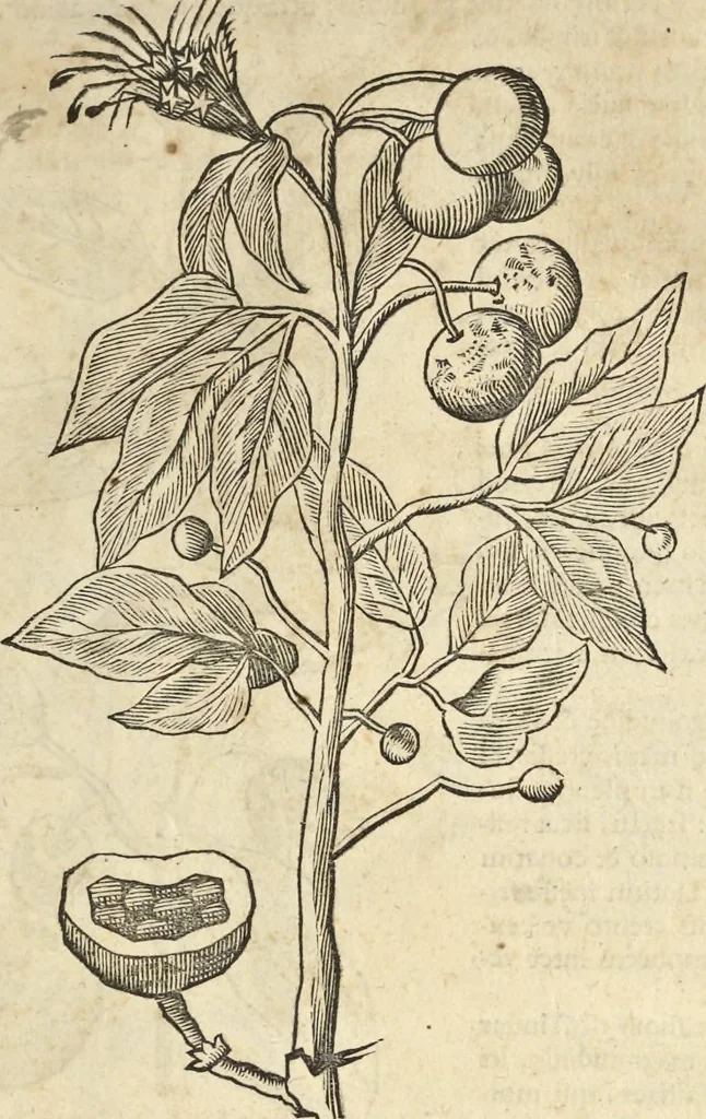 An illustration from Historia naturalis Brasiliae, : auspicio et beneficio illustriss. I. Mauritii Com. Nassau ... adornata : in qua non tantum plantæ et animalia, sed et indigenarum morbi, ingenia et mores describuntur et iconibus supra quingentas illustrantur, 1648, leaf 86