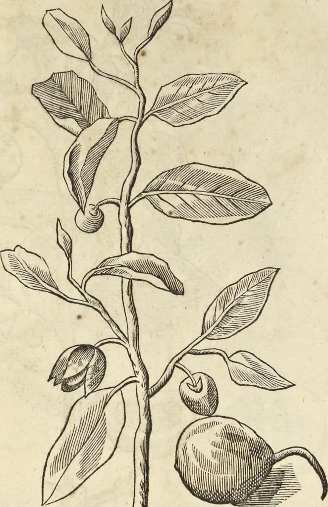 An illustration from Historia naturalis Brasiliae, : auspicio et beneficio illustriss. I. Mauritii Com. Nassau ... adornata : in qua non tantum plantæ et animalia, sed et indigenarum morbi, ingenia et mores describuntur et iconibus supra quingentas illustrantur, 1648, leaf 87