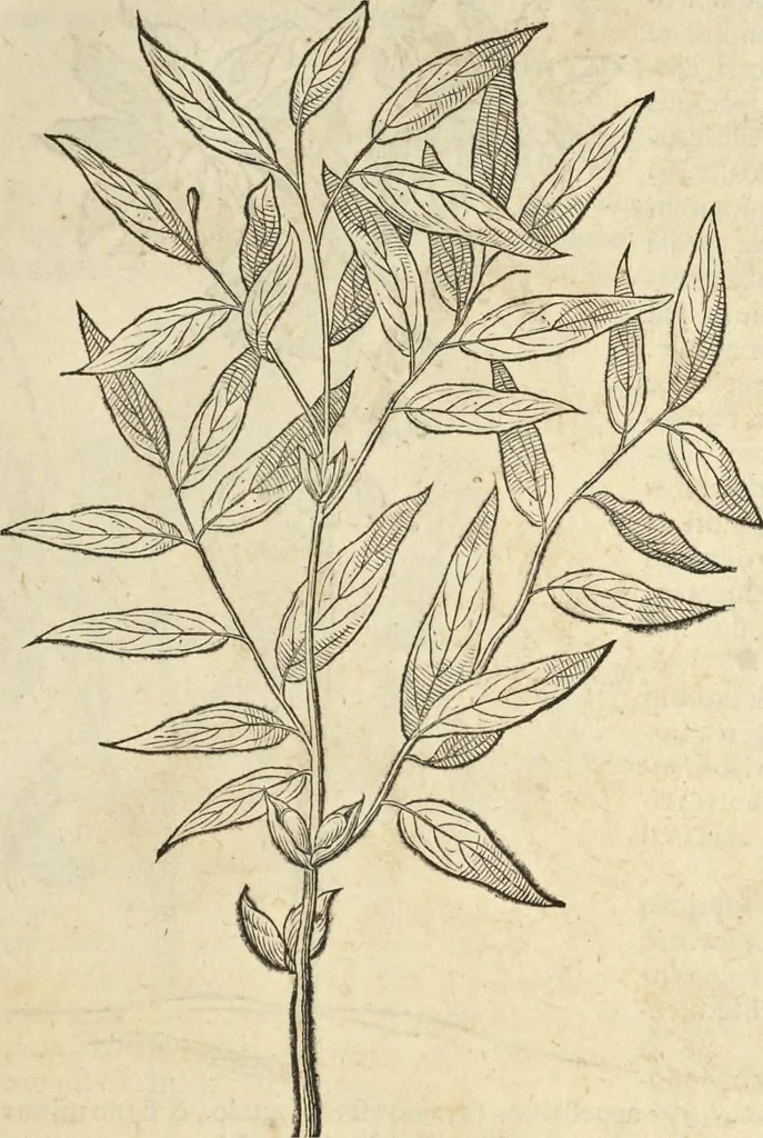 An illustration from Historia naturalis Brasiliae, : auspicio et beneficio illustriss. I. Mauritii Com. Nassau ... adornata : in qua non tantum plantæ et animalia, sed et indigenarum morbi, ingenia et mores describuntur et iconibus supra quingentas illustrantur, 1648, leaf 88