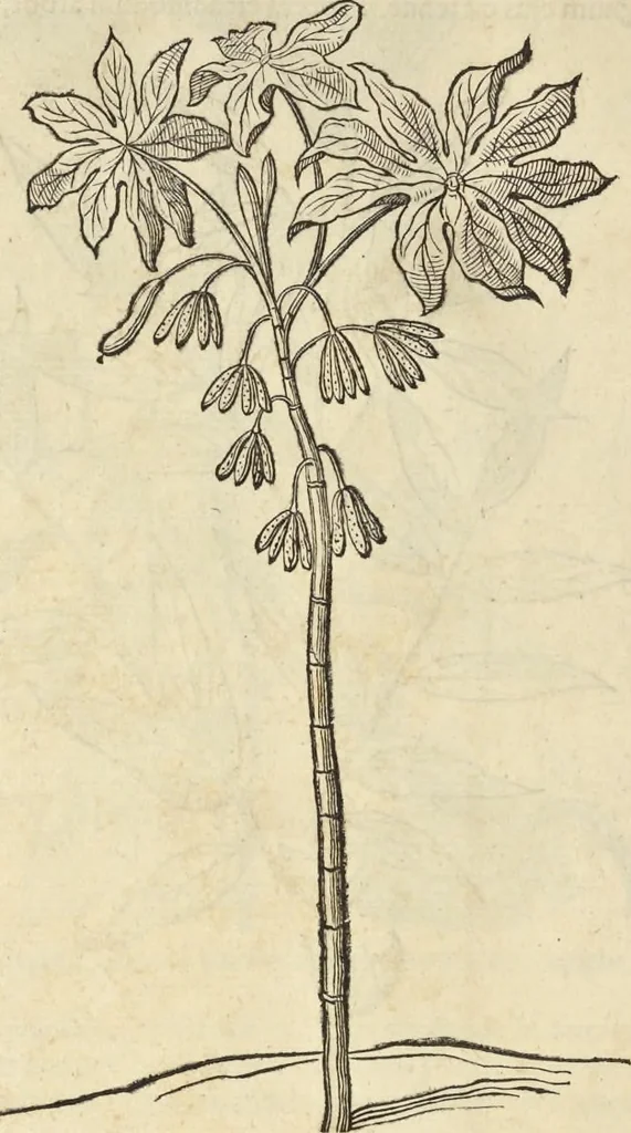 An illustration from Historia naturalis Brasiliae, : auspicio et beneficio illustriss. I. Mauritii Com. Nassau ... adornata : in qua non tantum plantæ et animalia, sed et indigenarum morbi, ingenia et mores describuntur et iconibus supra quingentas illustrantur, 1648, leaf 89